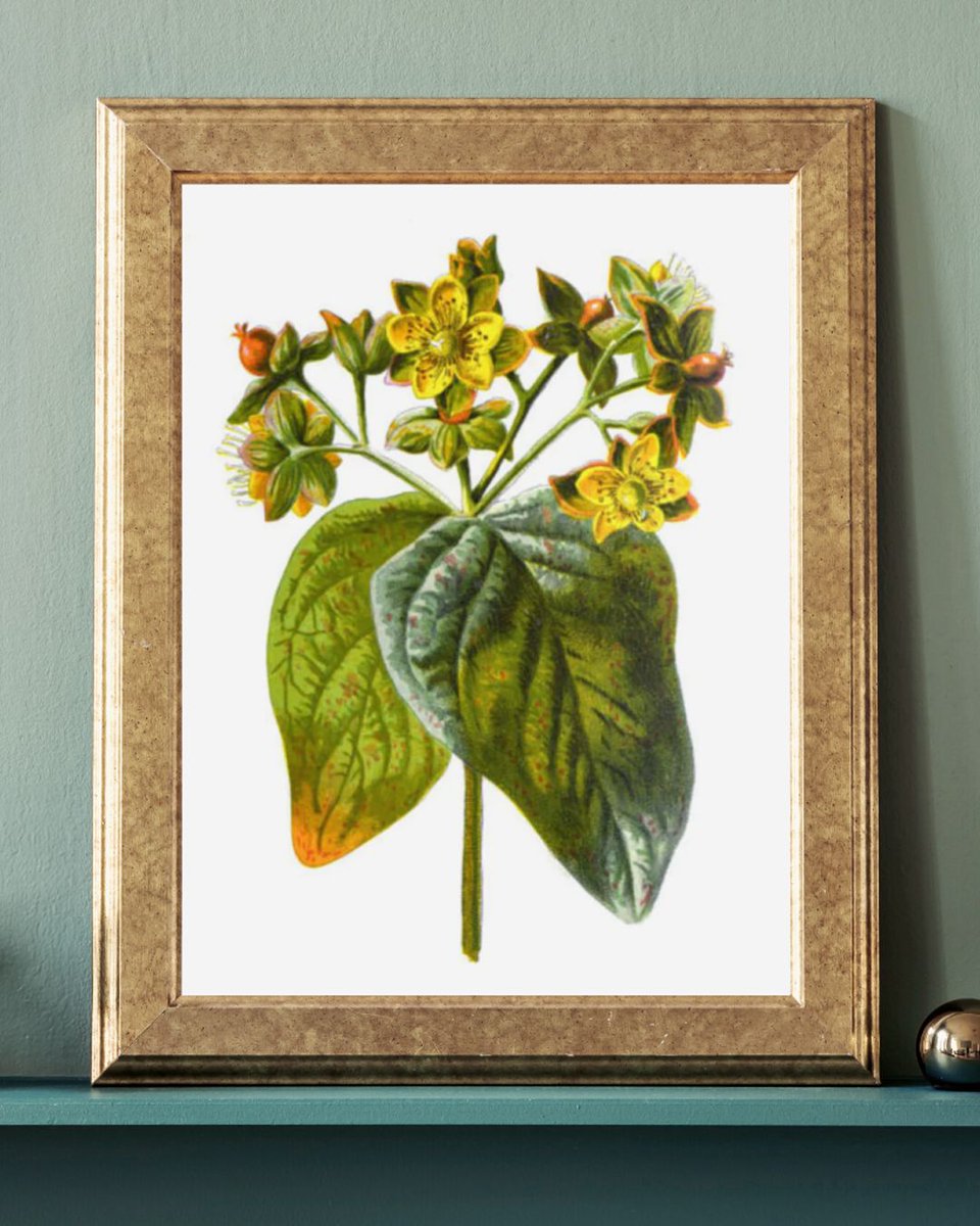 SuperUnLeded's tweet photo. Add a vibrant touch of nature to your home with this lovely #illustration of sweet amber #flowers set against a crisp white background. #art #homedecor #interiordesign 
https://t.co/ML7IqvZRsf https://t.co/rDnnWKhwfr