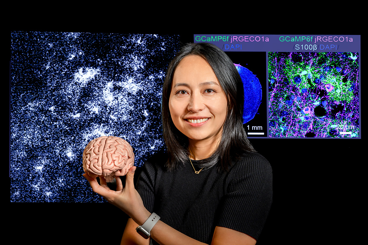 #ILLINOIS professor <a href="/xinzhu_yu/">Xinzhu Yu</a> is a recipient of a multiyear New Innovator Award from the <a href="/NIH_CommonFund/">NIH Common Fund</a>. 

The award will allow her to continue her exploration of mechanisms driving astrocyte-neuron interactions in the brain. ▶️ go.illinois.edu/NIHHighRisk