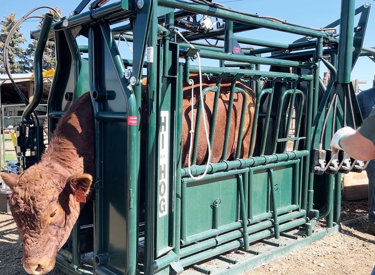 We are <a href="/centralabcoop/">Central AB Co-op</a> Innisfail this Friday with Live Cattle Handling Demos starting at 10:30. Join us for Farmer’s Demo Days! #cattle #hihog