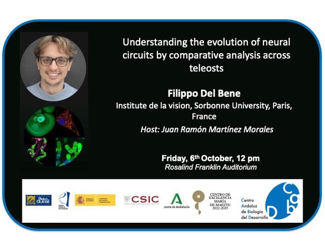 #CABDseminars       

'Understanding the evolution of neural circuits by comparative analysis across teleosts' @filodelbene , @InstVisionParis 

🗓️October 6th 
⏰ 12 pm
📍Rosalind Franklin auditorium at #CABD

Hosted by @JuanRMartinezMo