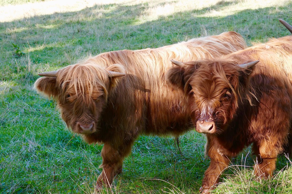 Die beiden sind nun fast ein Jahr alt und stehen immer noch in einer Herde mit ihren Muttertieren. So sollte es sein...❤️🐂 #highland #autumn #cattle #Oskar #Mathilda #Wednesday