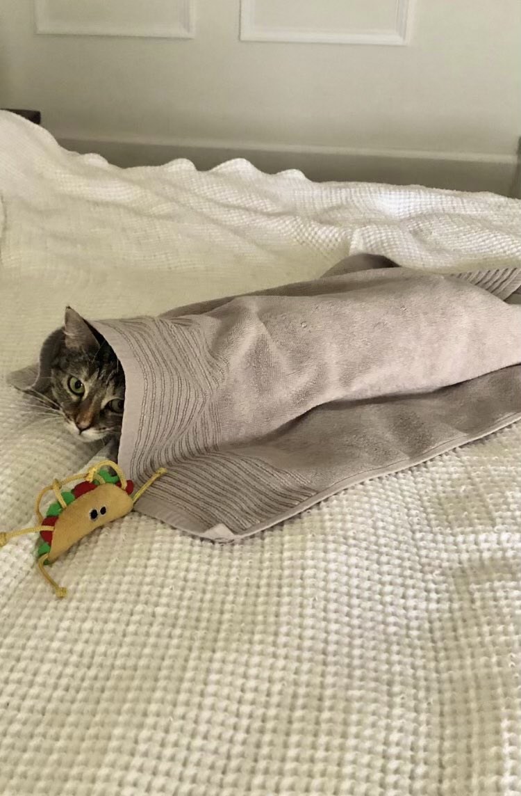 PickliciousF's tweet image. What delicious treat would you like to order?
RT for burrito 😺
Like for taco 😾