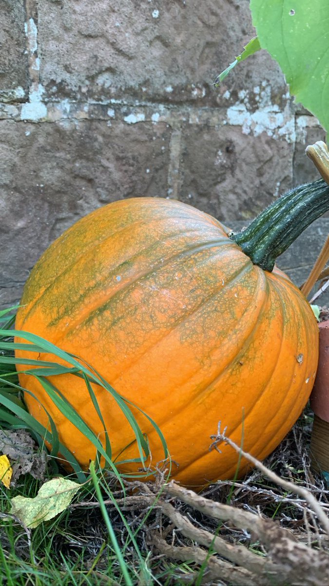 Damian_Barr's tweet photo. My pumpkin will soon be orange enough to face trial in New York. https://t.co/7qTl4cRTEl