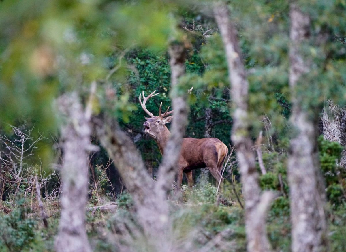 tokitan's tweet photo. Una foto más o menos decente de la #berrea para poder enseñar a los txikis. 
#berrea #ciervos #deers #deerrutting #deer #soria #rececho #naturaleza #nature #wildlife https://t.co/AQkazffBEJ