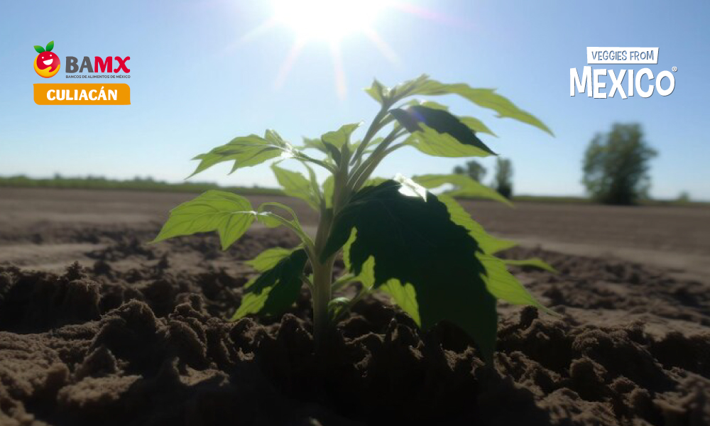 La afectación multidimensional por escasez de #lluvia en #Sinaloa. 💧💦🌱🙏🏻 

Lee el artículo completo en: veggiesfrommexico.com/es/noticias-vf…