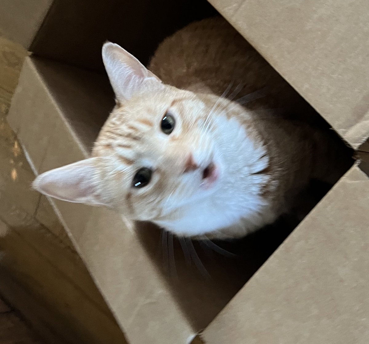 JortsTheCat's tweet photo. Next on the agenda: sit here and yell https://t.co/xf1Qpc2h4b