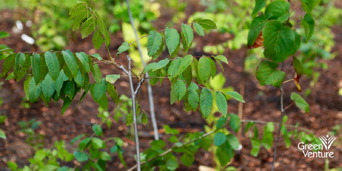 cityofhamilton's tweet photo. Join us October 14, 9am at Johnson Tew Park to plant a mini forest in Dundas as a part of our participation in the National Mini Forest Pilot. Interested? Complete the application form at https://t.co/6HDPaa0Bg5

#HamOnt #MiniForests #NetworkOfNature @Green_Venture https://t.co/dqmuIZiiro