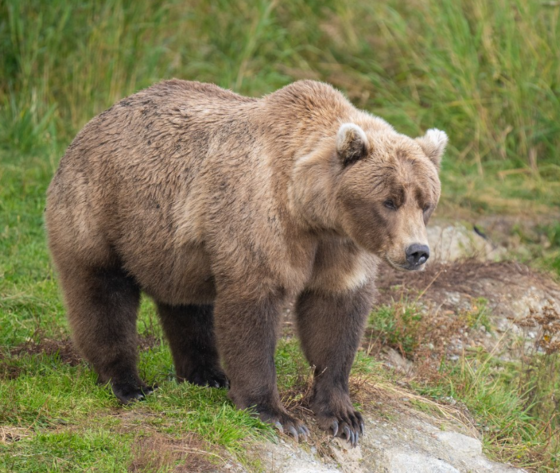 Q1075's tweet photo. I need everyone to rally because we are in Memphis, home of the Grizzlies, and there is currently a bear called 901 in the running for #FatBearWeek 🐻
https://t.co/PjnY85KmKW 
@exploreorg 
@ilovememphis https://t.co/QxOkLR7PWR
