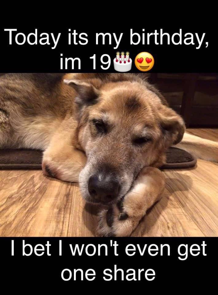 Happy birthday Ricky 🎂♥️❤️🐶