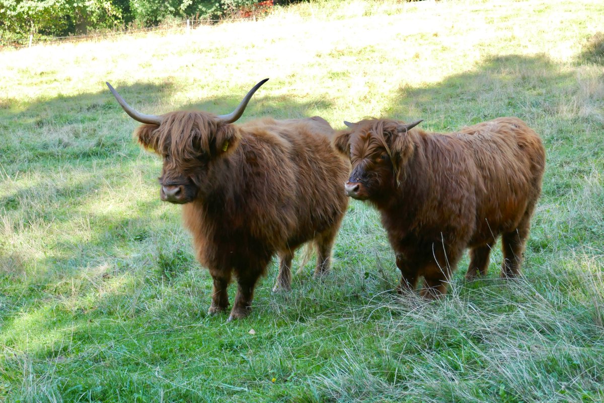 Das nennt man wohl artgerechte Mutter-Kalb-Haltung...❤️🐂
#highland #autumn #cattle #Freya #Mathilda #Thursday