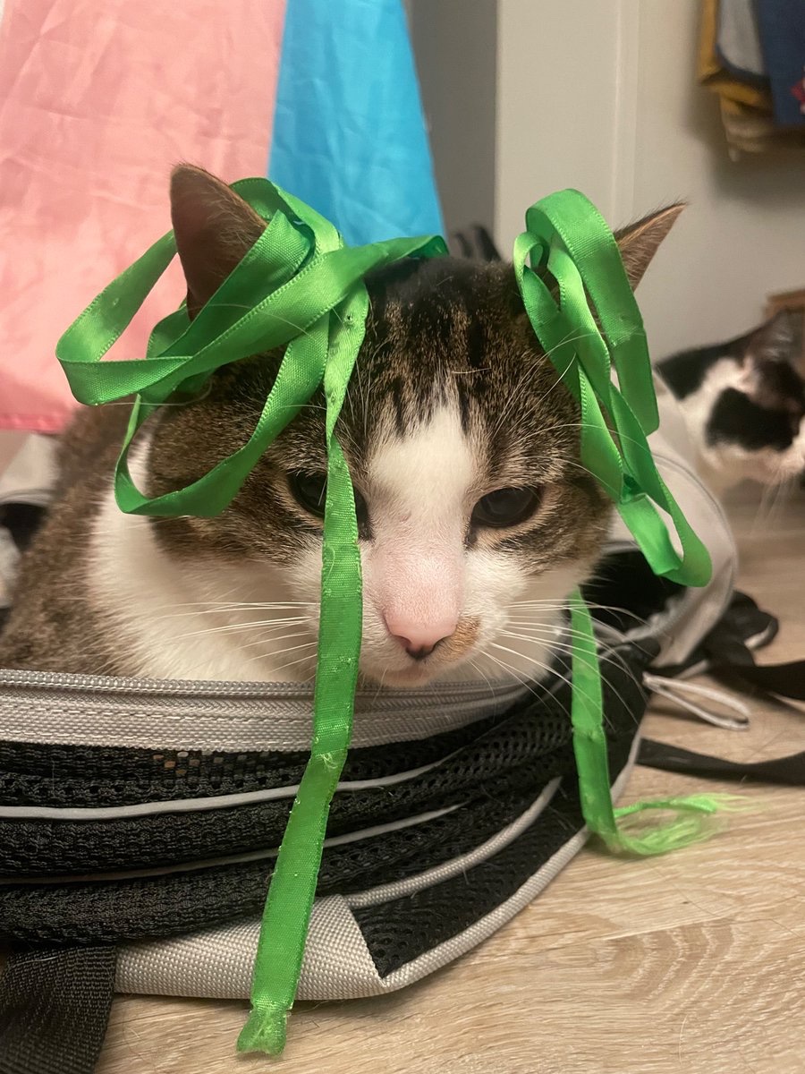 shmallett's tweet image. Theatre twitter. I’m casting my two-person rock musical running Feb-Apr 2024 in London.

Currently looking for more non white, queer women / nb folx to audition. 

I need peeps who can sing rock, multi-role &amp;amp; be awesome! ARE YOU THESE THINGS!?

Cat pic simply cuz queers❤️cats