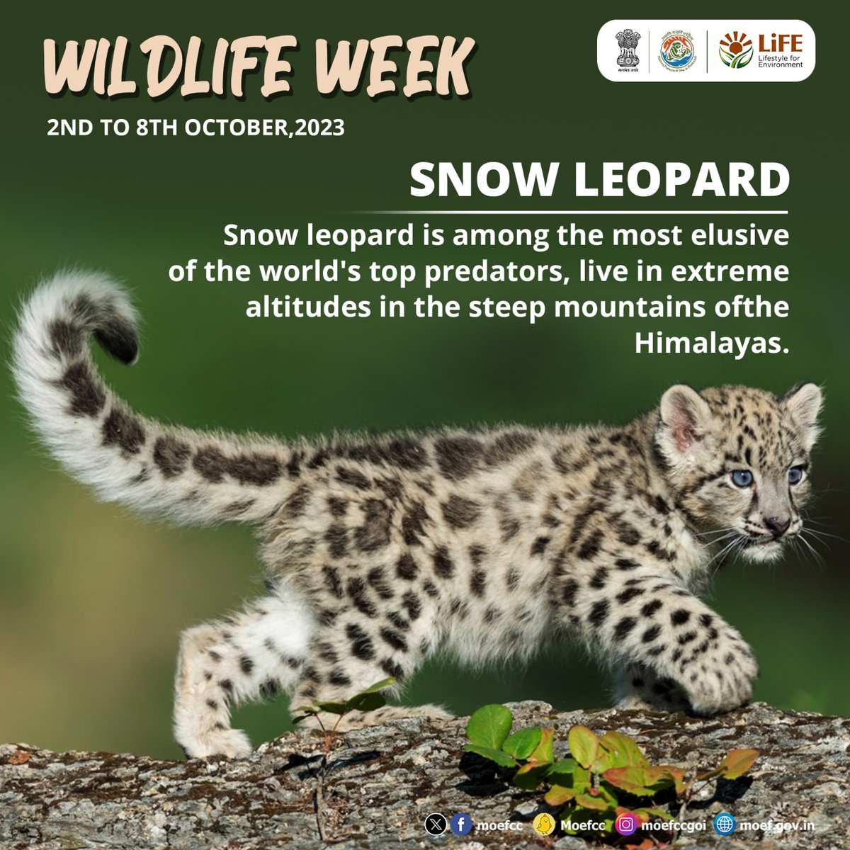 Snow Leopard: Elusive and beautiful big cats!
#WildlifeWeek2023