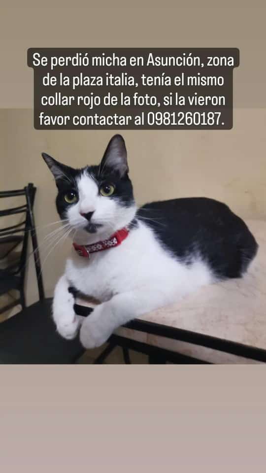 Walter_Filipp95's tweet photo. @mascotitaspy Por favor, compartan para encontrar a Micha. https://t.co/eReAI9ePtO