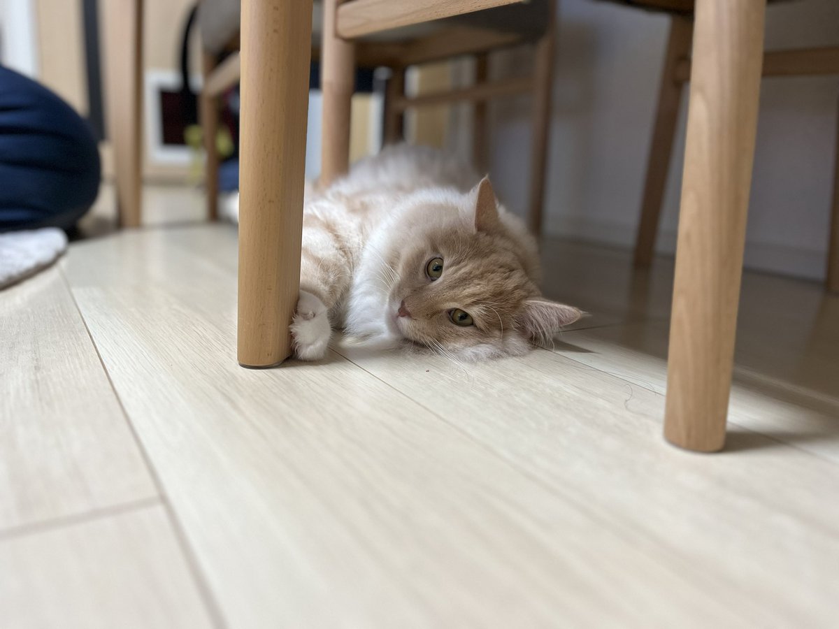 kolosuke's tweet photo. 今日もお疲れにゃ

#猫 #猫がいる暮らし #猫好きさんとつながりたい #ノルウェージャンフォレストキャット https://t.co/qSUqbdtxcQ
