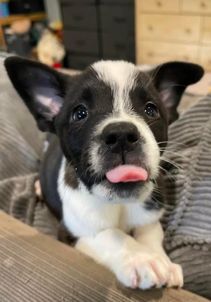 Happy Tongue Out Tuesday from Tandoori! 
#tongueouttuesday 
Strayrescue.org/adopt