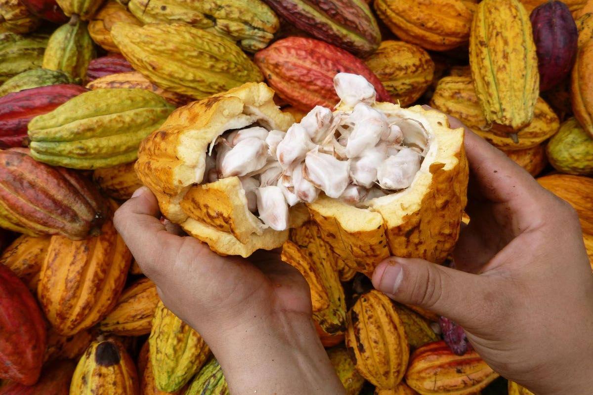 Check this out Crafting Flavor, Cultivating Change: Mindo Chocolate Makers Focuses On Ethical Indulgence In Ecuador And Michigan <a href="/forbes/">Forbes</a> dlvr.it/Swx7PV