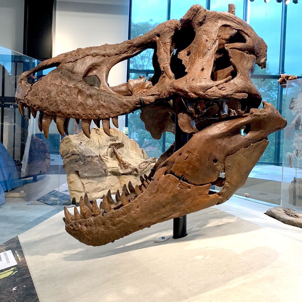 Mesozoic Travelogue tweet media