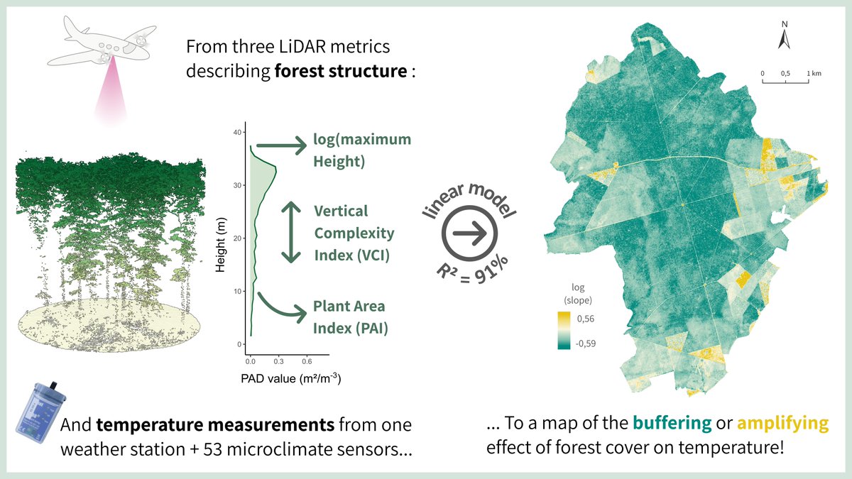 So happy to share our new paper, published in Remote Sensing of Environment: 🛩️🌳 "Using airborne LiDAR to map forest microclimate temperature buffering or amplification"! 
doi.org/10.1016/j.rse.…
Here's a small thread with the major results + a free share link for full access ⬇️