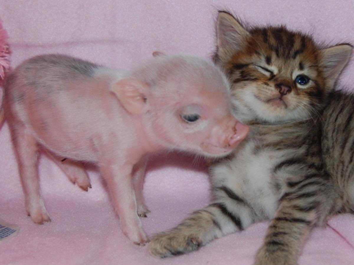 letspetkittens's tweet image. two cutie best friends !!!