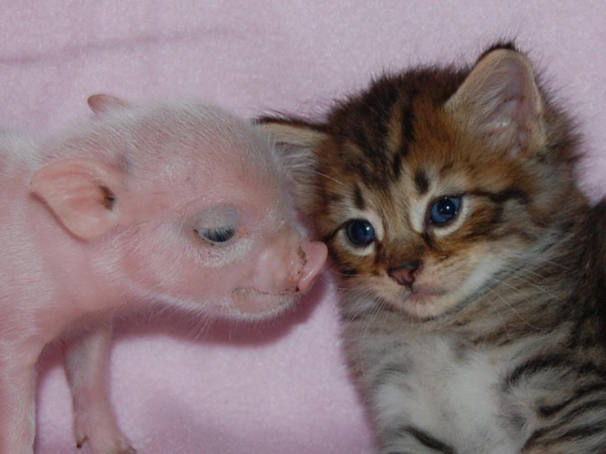 letspetkittens's tweet image. two cutie best friends !!!