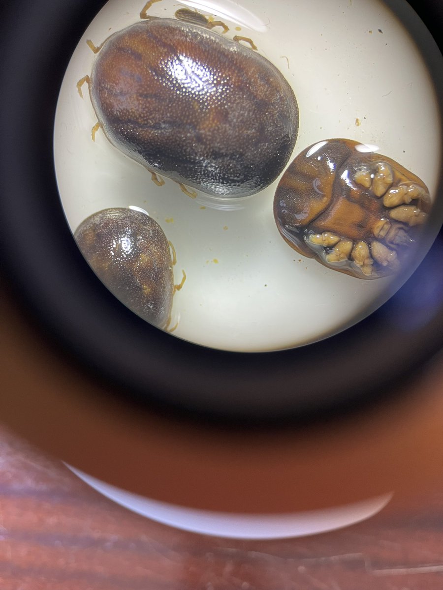 DagnallLab's tweet image. It’s the turn of our TDB and MRes masters students to checkout some creepy crawly ectoparasites this afternoon! Ticks, fleas, mites and lice. #entomology #ectoparasites #scientistsofthefuture