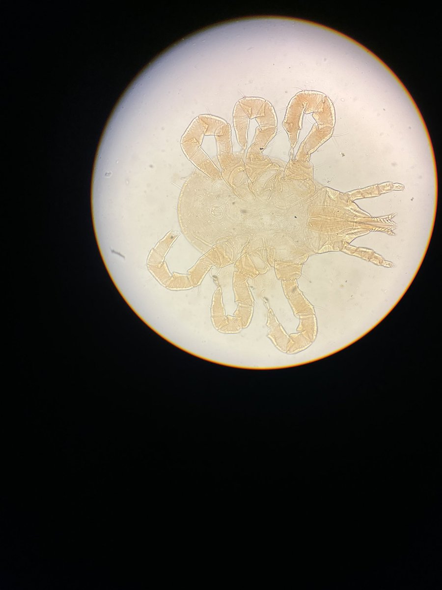 DagnallLab's tweet image. It’s the turn of our TDB and MRes masters students to checkout some creepy crawly ectoparasites this afternoon! Ticks, fleas, mites and lice. #entomology #ectoparasites #scientistsofthefuture