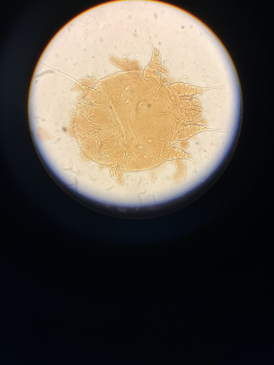 DagnallLab's tweet image. It’s the turn of our TDB and MRes masters students to checkout some creepy crawly ectoparasites this afternoon! Ticks, fleas, mites and lice. #entomology #ectoparasites #scientistsofthefuture