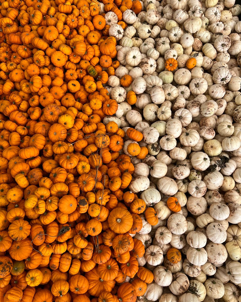 BarnBerryfields's tweet image. A sneak peek into two of our most popular pumpkin varieties - the Jill Be Little &amp;amp; Casperita. Head to our website for to secure tickets to our event now 🔗 #pumpkins #halloween #thebarnatberryfields