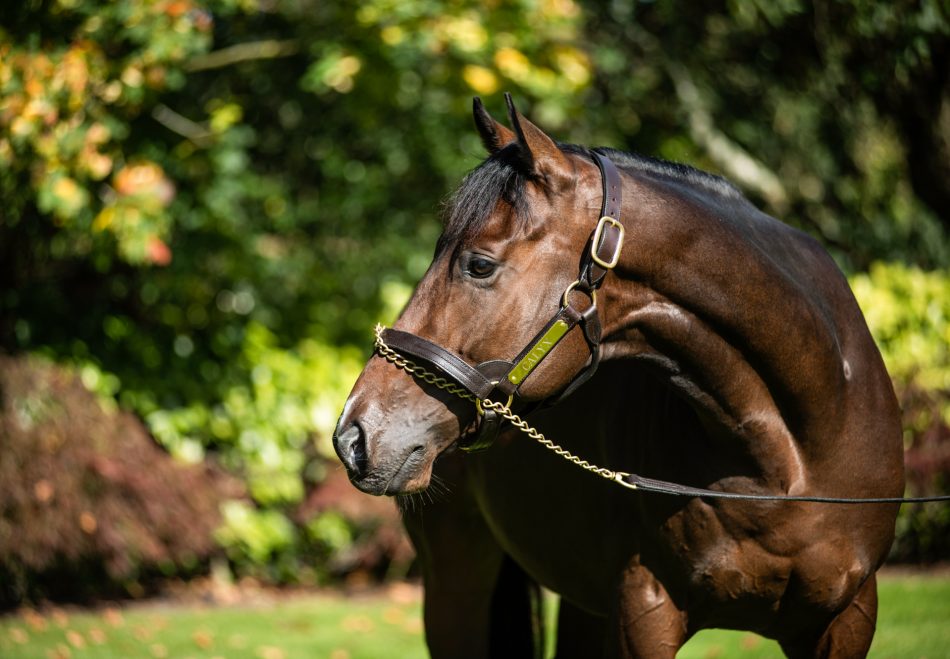 More success for first crop sire CALYX as Golden Strike wins the Maiden Stakes <a href="/ayrracecourse/">Ayr Racecourse</a> for <a href="/RichardFahey/">Richard Fahey</a> &amp; Sheikh Rashid Dalmook Al Maktoum. Bred by R McDonald &amp; A Mansergh Wallace, he was purchased by <a href="/BlandfordBldstk/">Blandford Bloodstock</a> for 135,000gns <a href="/Tattersalls1766/">Tattersalls</a> Guineas Breeze Up