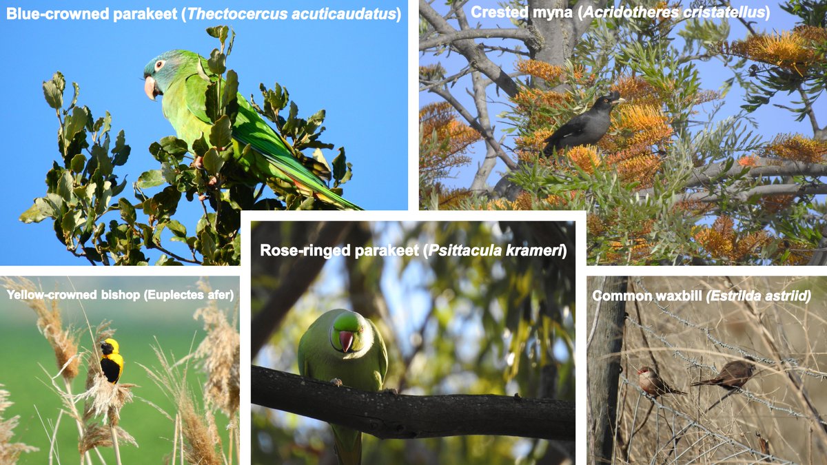 The presence of alien birds is associated with lower avian diversity in human-modified landscapes, likely driven by lowered resilience in native bird communities.
Find out more in our latest paper (first chapter of my PhD thesis):

onlinelibrary.wiley.com/doi/full/10.11…