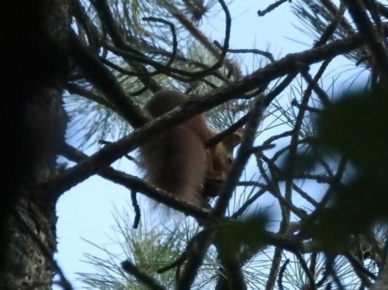 It's the Great Scottish Squirrel Survey this week! scottishsquirrels.org.uk/great-scottish…. Here are some pictures shared from our South Ops team in the Borders of the survey effort from the Central Borders Red Squirrel network in Selkirk! 🍃