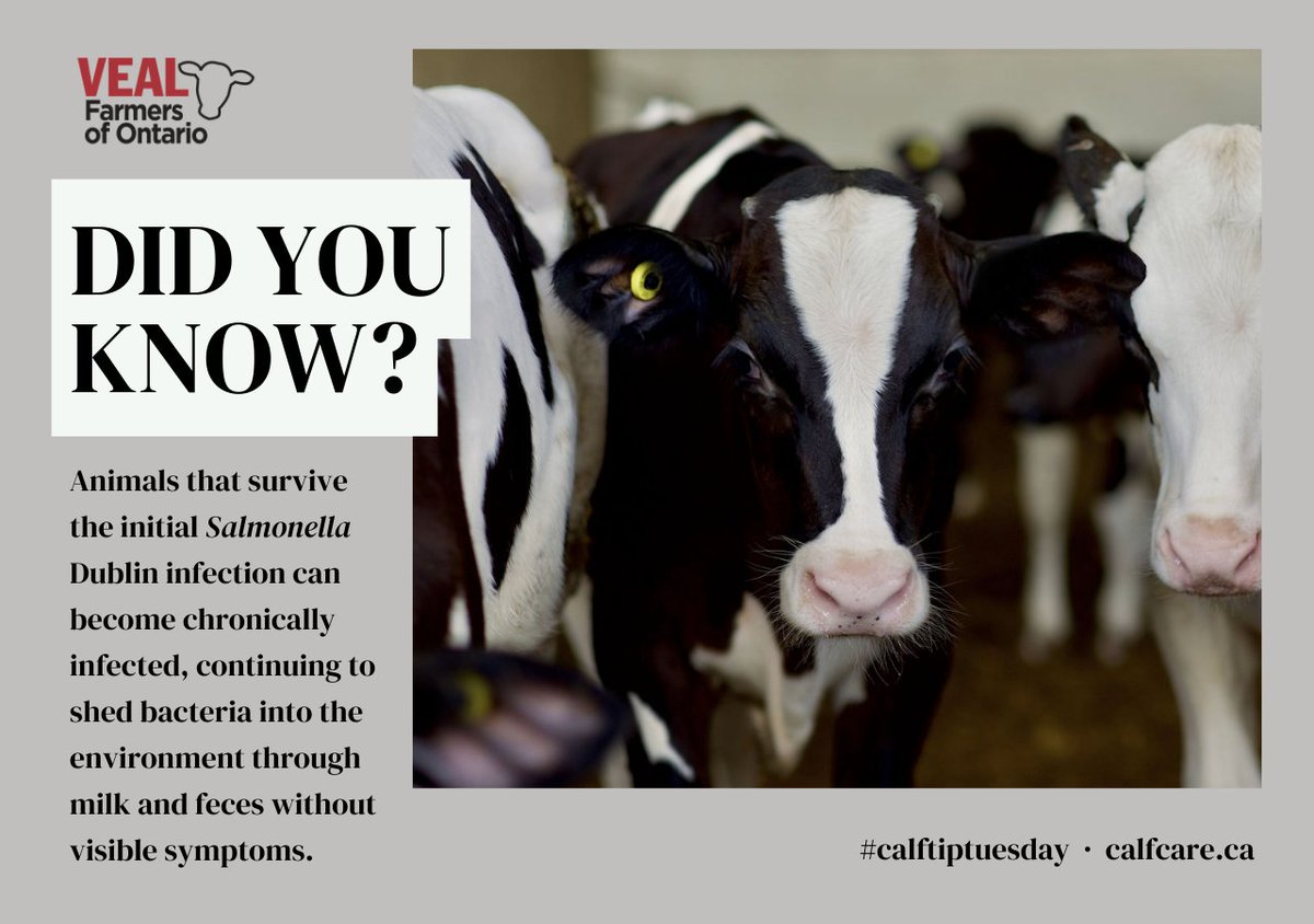 Calf Care Corner (@calfcarecorner) on Twitter photo New research from <a href="/DairyatGuelph/">Dairy at Guelph</a> aims to improve our understanding of Salmonella Dublin in Ontario.
Find out more in October's Calf Care Corner, guest-authored by Katherine Perry, MSc and Dr. Dave Renaud, Associate Professor, here: bit.ly/CCCOct2023
#calftiptuesday New research from <a href="/DairyatGuelph/">Dairy at Guelph</a> aims to improve our understanding of Salmonella Dublin in Ontario.
Find out more in October's Calf Care Corner, guest-authored by Katherine Perry, MSc and Dr. Dave Renaud, Associate Professor, here: bit.ly/CCCOct2023
#calftiptuesday