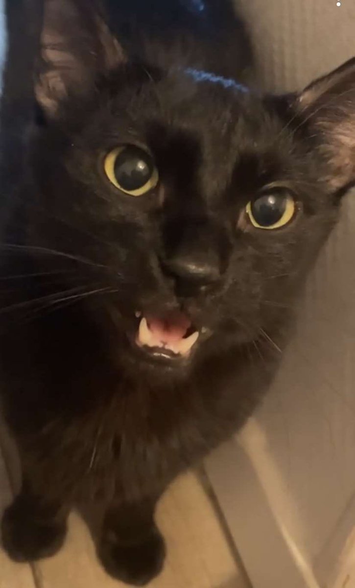 Kodhi ☼ Fish enjoyer tweet media