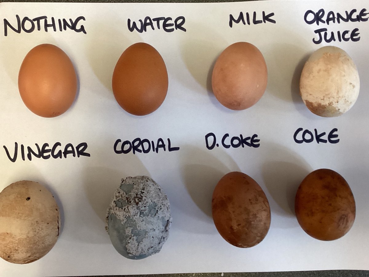 LeasowesPrimary's tweet photo. Y4 are happy to not have eggs sitting in rotting liquids in our room anymore despite us being a little horrified about the results! I think it’s safe to say that we’ll be sticking to drinking water and milk in the future to protect our teeth!🦷🪥 #observationovertime #toothdecay https://t.co/kDp8qFBcuU