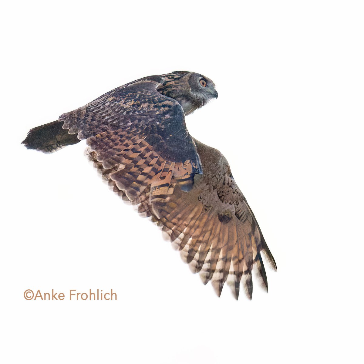 Yesterday Flaco celebrated his Independence Day. Here he is flying into his 9th month in freedom. How fitting that I was able to get my first flight image of him. Flaco soar!🦉💕

#birdcpp #CentralPark #birdphotography #BirdsSeenIn2023 #flaco #birds #eurasianeagleowl #FlacotheOwl