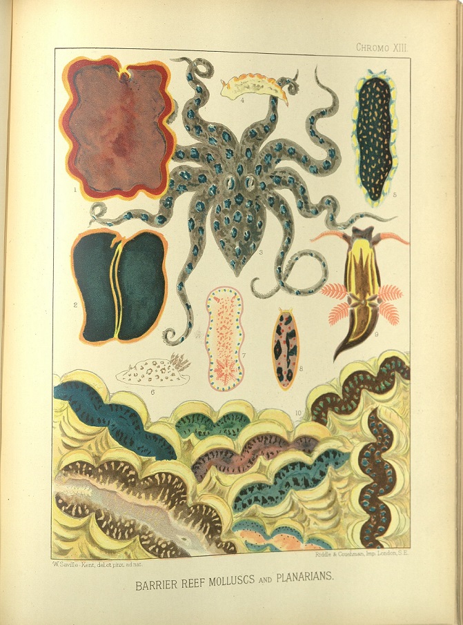 ZSLLibrary's tweet photo. Can you see the #octopus in this plate of 'Barrier reef molluscs and planarians'?
From "The great barrier reef of Australia; it products and potentialities" by #ZSLFellow, W. Saville-Kent, 1893.
#WorldOctopusDay #sciart https://t.co/eHM4s7HQQC