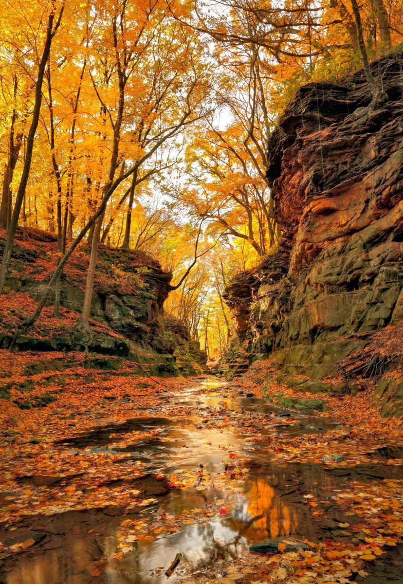 Fall in the woods 🍁