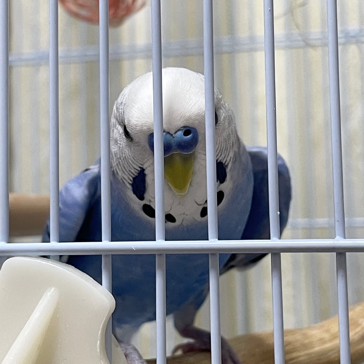 ルリハウスの前に行くと近寄ってきてくれます🤍🩵

#セキセイインコ
#インコ