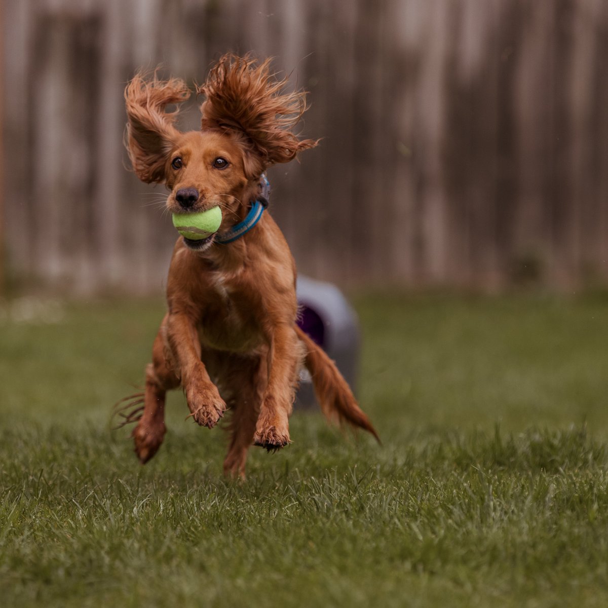 PetSafe Europe tweet media