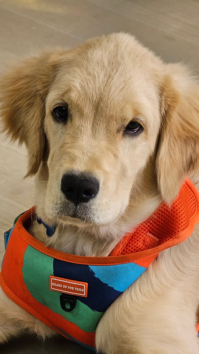 When <a href="/AskBaluBabu/">Balu Babu</a> introduced the newly appointed Chief Happiness Officer to the team 🐶 ⚡️

ft. @joeljs_10 <a href="/nivedinp/">Nivedin</a> &amp; <a href="/amkdev/">amk</a>