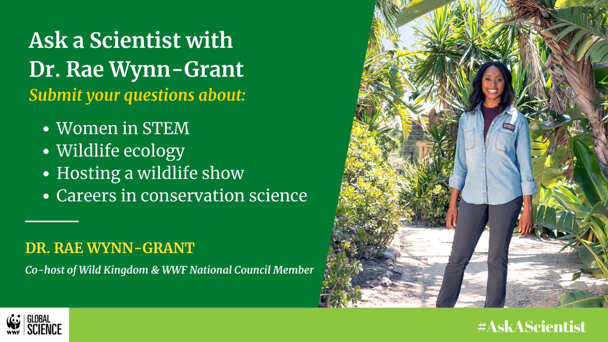 Dr. Rae Wynn-Grant, co-host of the show Wild Kingdom & @World_Wildlife National Council Member, is joining us to answer your questions! Submit your questions for @RaeWynnGrant about wildlife ecology, hosting a wildlife show, women in STEM & careers here: bit.ly/3F1kVg3