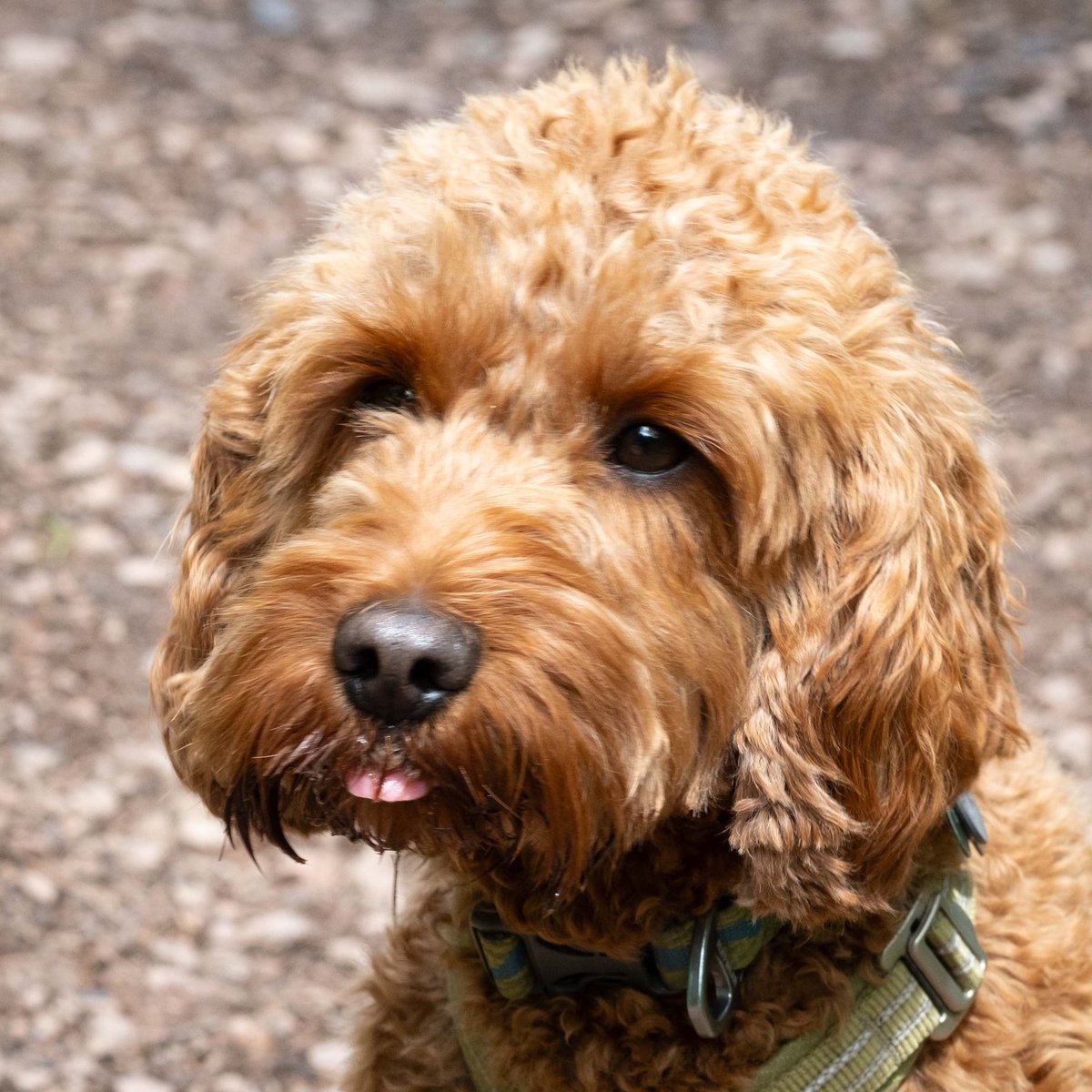 CockapooDaisy's tweet image. Happy Tongue out Tuesday!