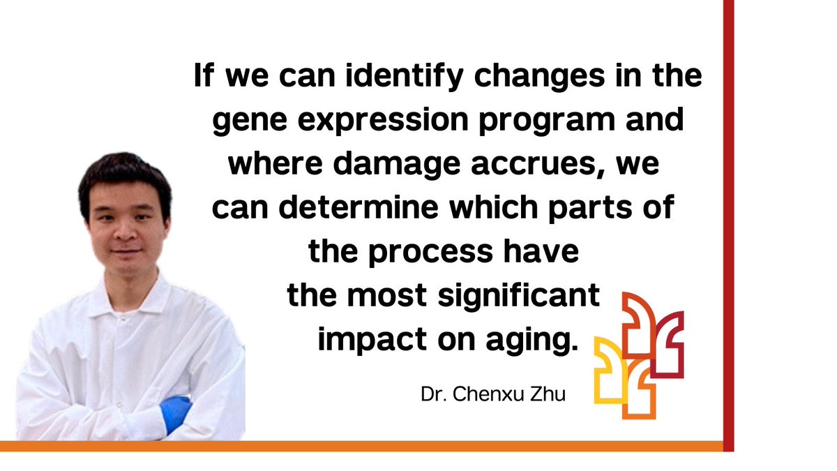 Weill Cornell Medicine's Dr. Chenxu Zhu, also of @nygenome, has received the @NIH Director's New Innovator Award from @NIH_CommonFund to develop tools to study gene expression and changes in brain cells of preclinical models during aging. #NIHHighRisk 

bit.ly/48FhMQP