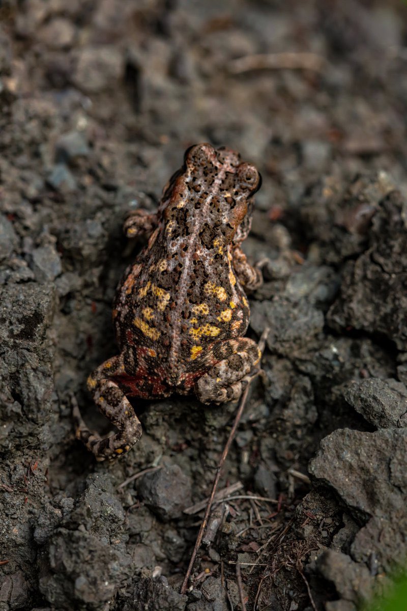 🐸 Hidden gems of the natural world.

Camouflage is nature's incredible art of concealment, allowing species to blend seamlessly into their surroundings.

🎭 This art proves that the wild world is full of incredible mysteries waiting to be discovered.

It's a reminder of
(1/2)