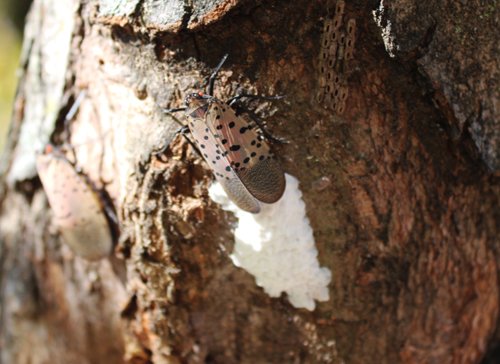 Les accouplements multiples favorisent-ils la propagation du fulgore tacheté ? Un article dans Environmental Entomology avec Nadège Belouard @Ecobio_Rennes <a href="/RennesUniv/">Université de Rennes</a> cc @INEE_CNRS <a href="/CNRS_dr17/">CNRS Bretagne et Pays de la Loire</a> <a href="/EntsocAmerica/">Entomological Society of America</a> 
osur.univ-rennes.fr/actualites/les…