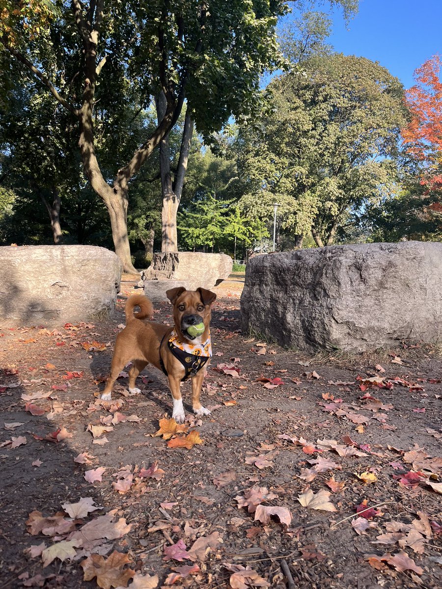 ❀ sweet lil guy tweet media