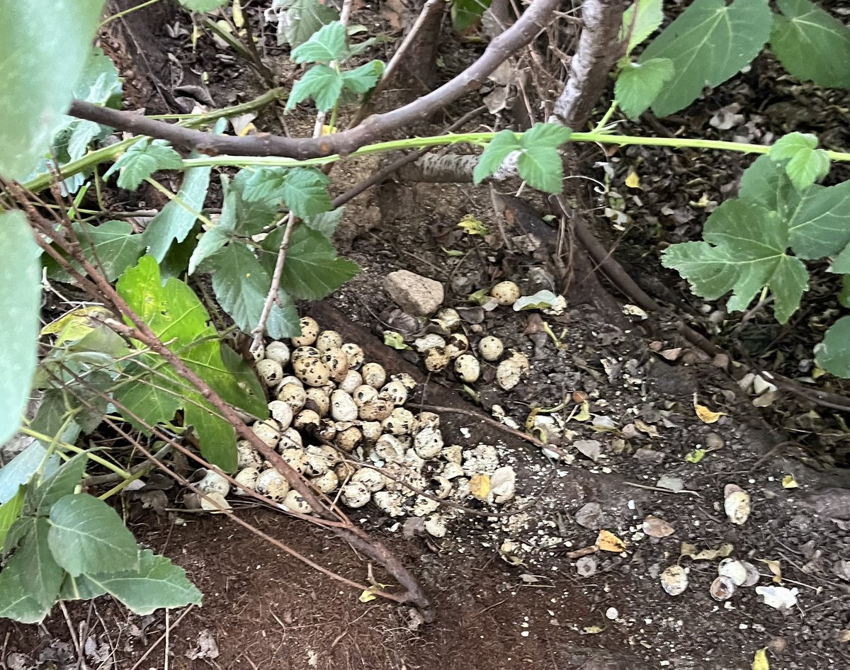 No son marinos, pero a ver si <a href="/Mylestring/">Myles 🐬 HISTORIA DE LAS BALLENAS 📖❤🐋</a> o algún otro conocedor del mundo animal me sabe decir de qué son estos huevos que hemos visto en un paseo de mi barrio. ¿Algo que se arrastre y peligroso? ¿O inofensivo?