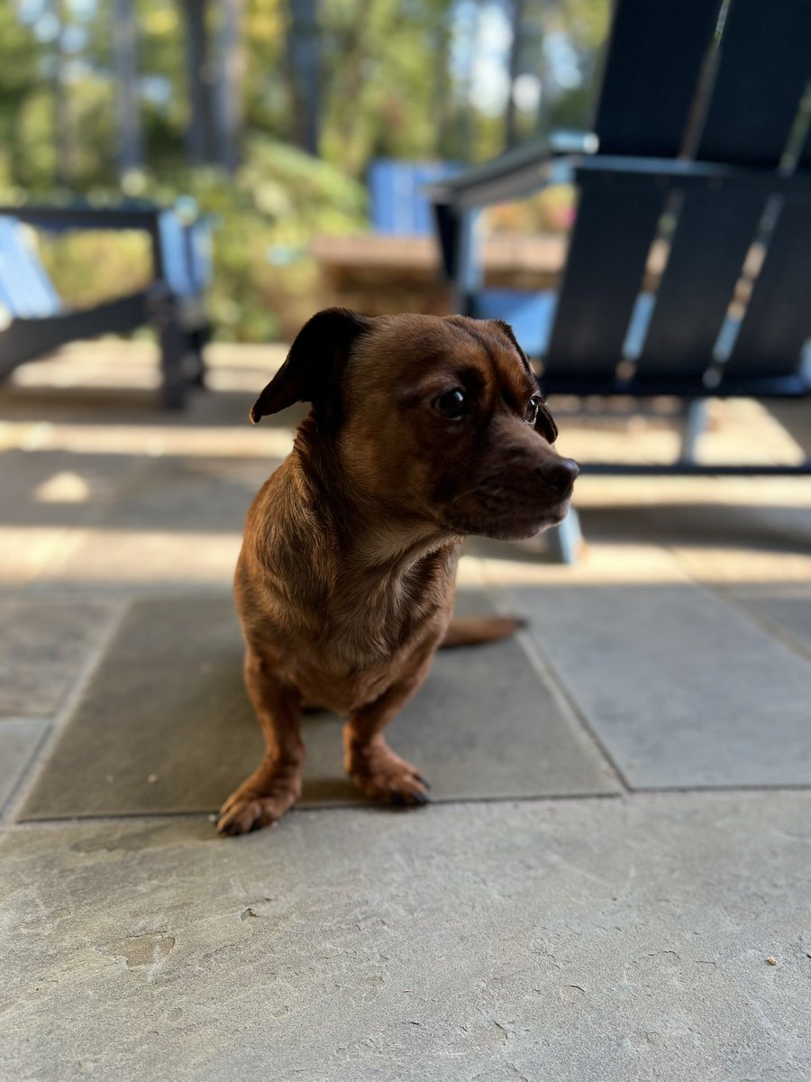 J_Wolowicz's tweet photo. @VanLathan This is Otis (shirt for Rotisserie) https://t.co/HJVJcpKDr4