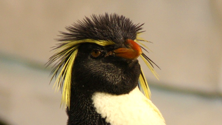 he's so cool I wish they'd add him to minecraft 😉