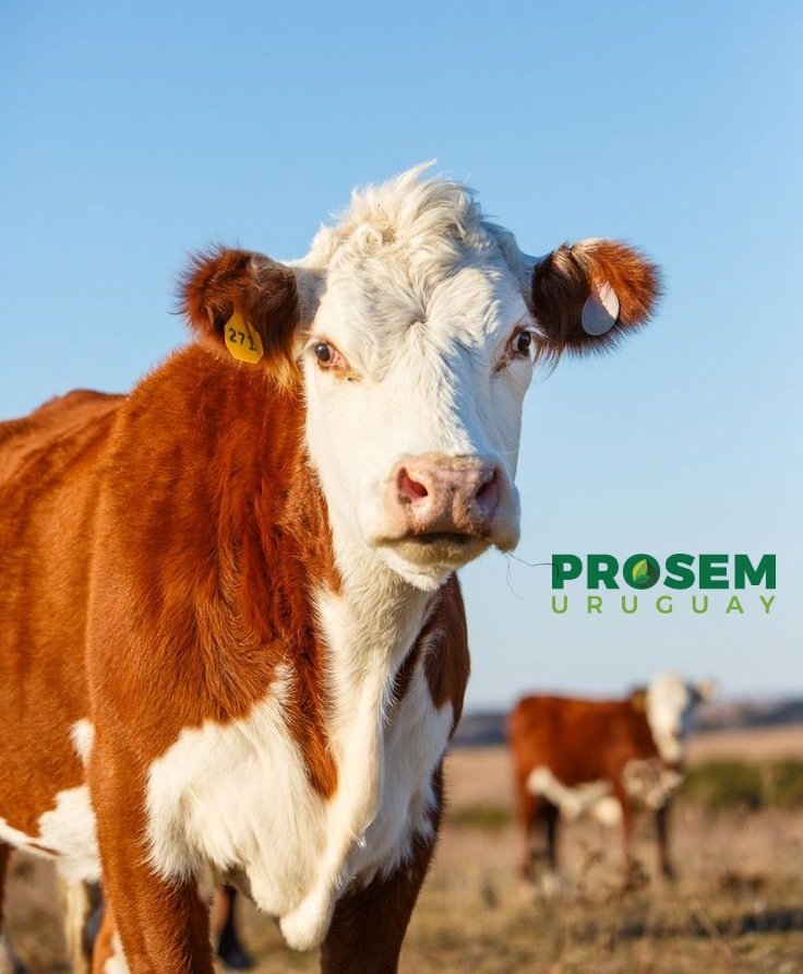prosem_uruguay's tweet photo. Te ofrecemos Raciones para ganado de carne:
Inv. Precoz: es una ración esp. formulada para ganado precoz en terminación, con niveles elevados de Prot. y Ca. dado que esta categoría además de engordar, necesita crecer en musculación y esqueleto. Contiene altos niveles de energía. https://t.co/0NqKGxzWIZ